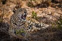 081 Kruger National Park, luipaard
